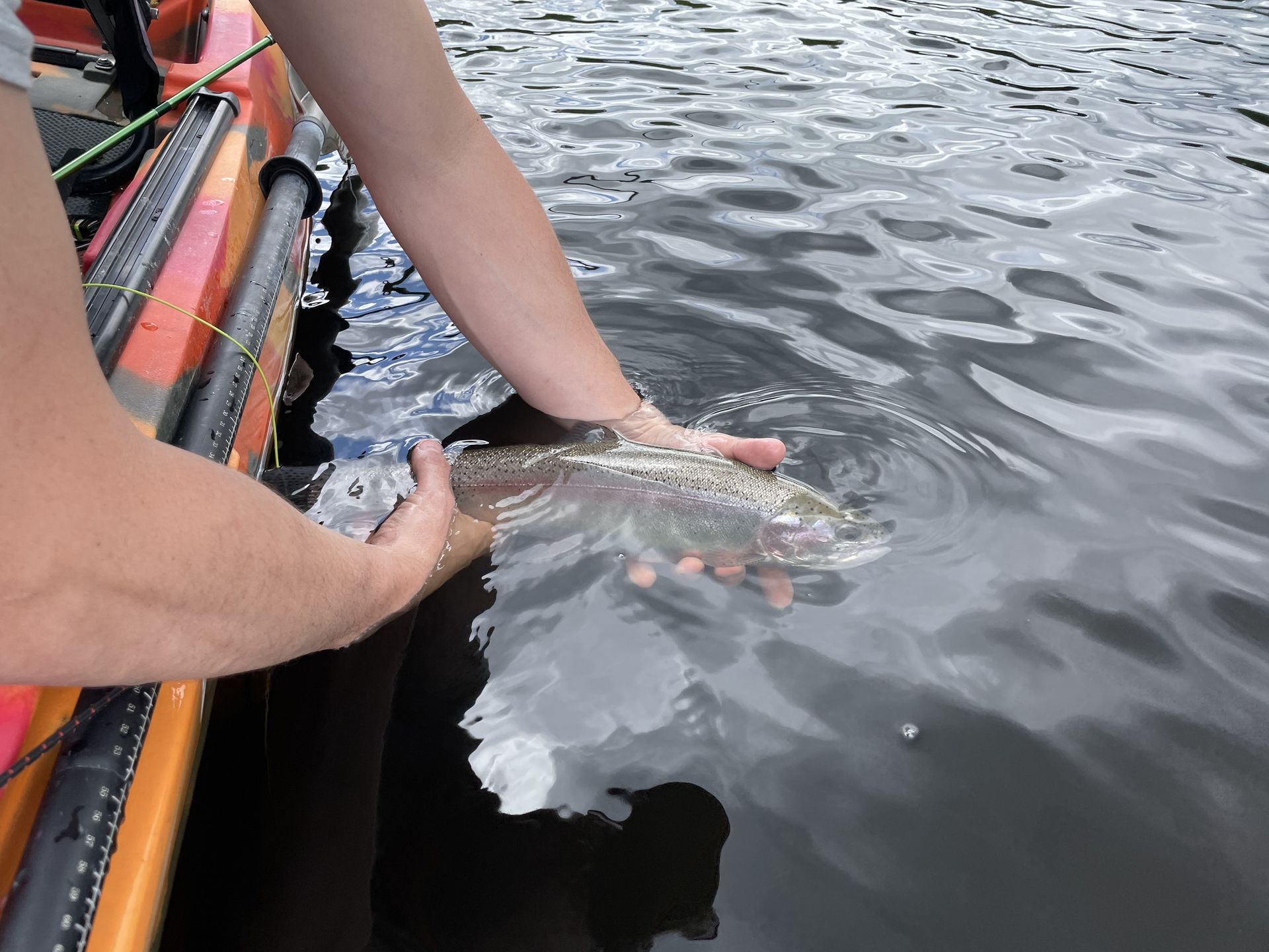 Shor Fish Scent Chamber | SHOR FISHING