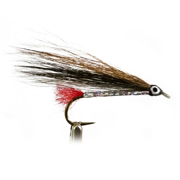 Black Nose Dace