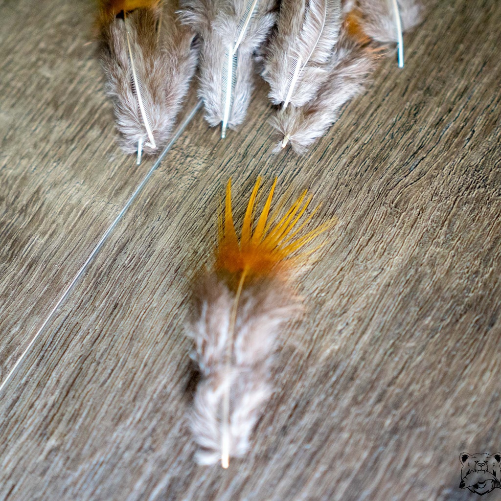 SHOR - GOLDEN PHEASANT RUMP