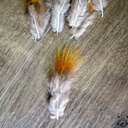 SHOR - GOLDEN PHEASANT RUMP