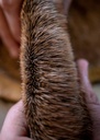 SHOR - DEER BODY NATURAL
