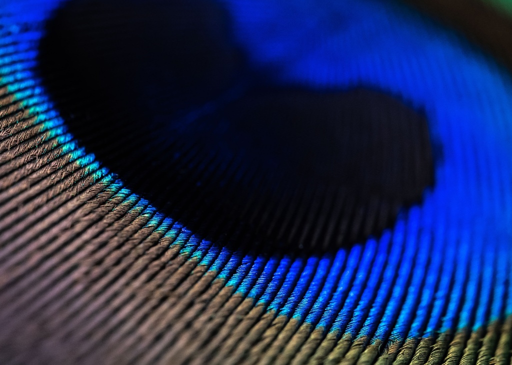 SHOR - PEACOCK EYES 12IN