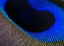 SHOR - PEACOCK EYES 12IN