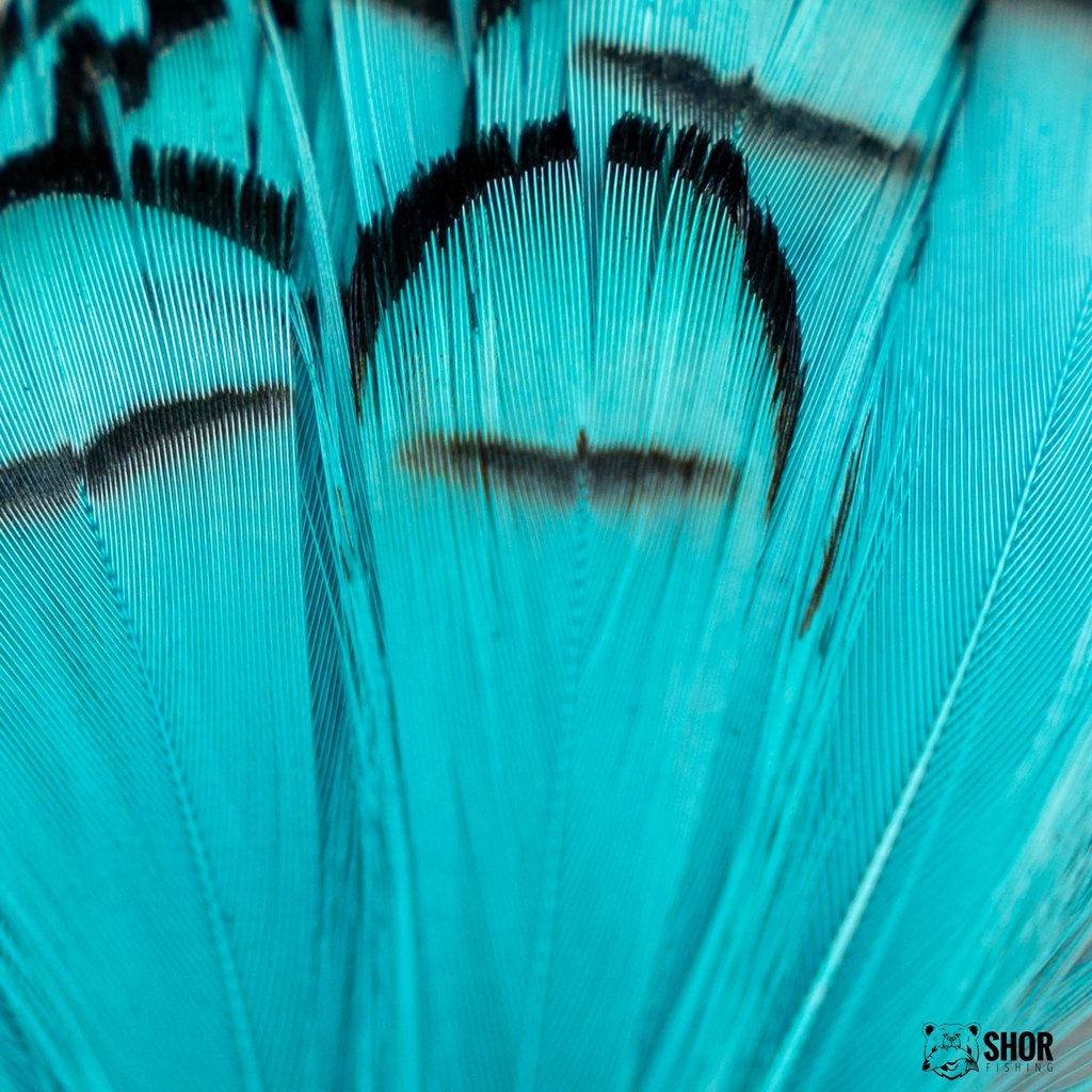 SHOR - LADY AMHERST TIPPET FEATHERS