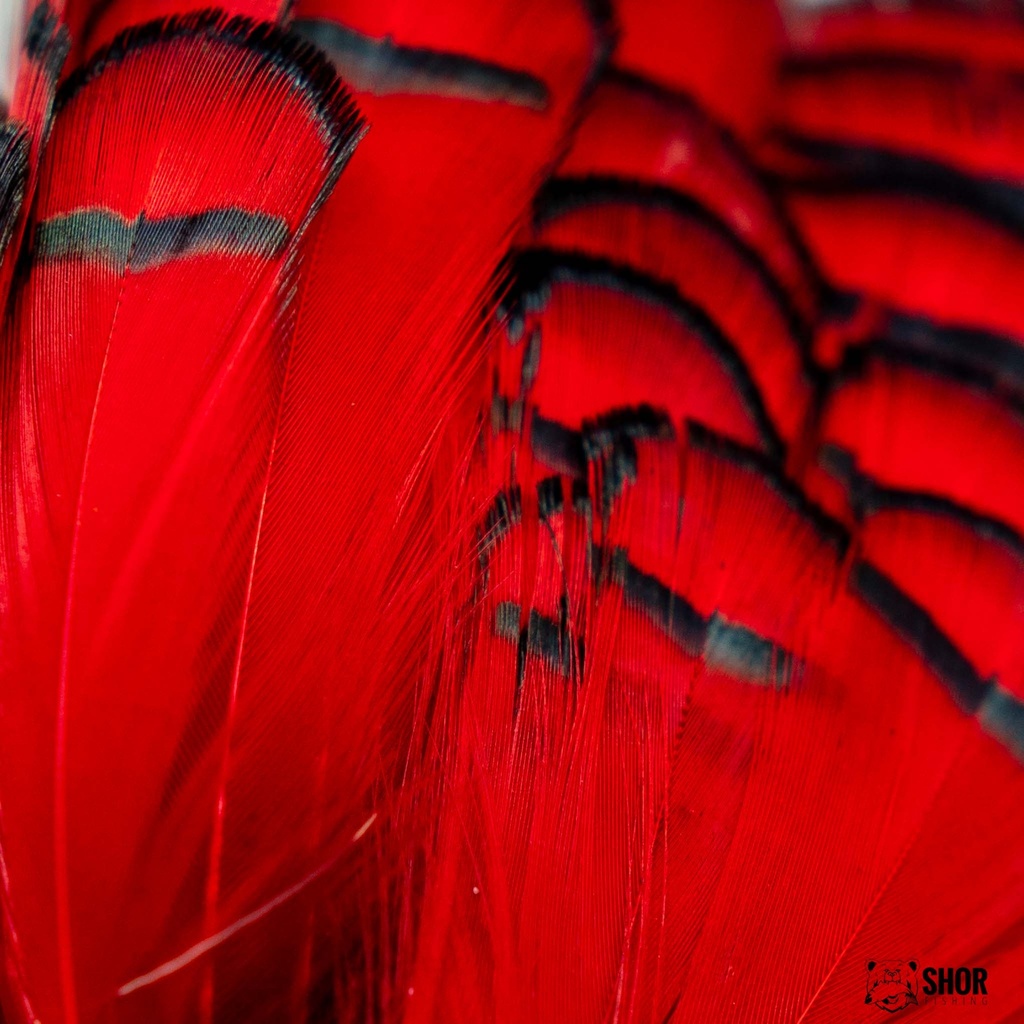 SHOR - LADY AMHERST TIPPET FEATHERS
