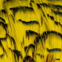 SHOR - LADY AMHERST TIPPET FEATHERS