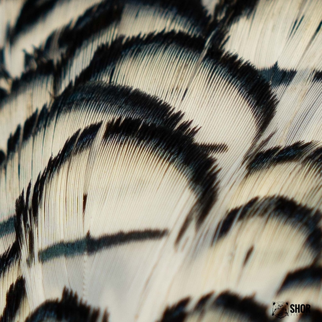 SHOR - LADY AMHERST TIPPET FEATHERS