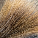 SHOR - ELK MANE