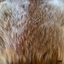 SHOR - RED FOX