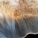 SHOR - RED FOX