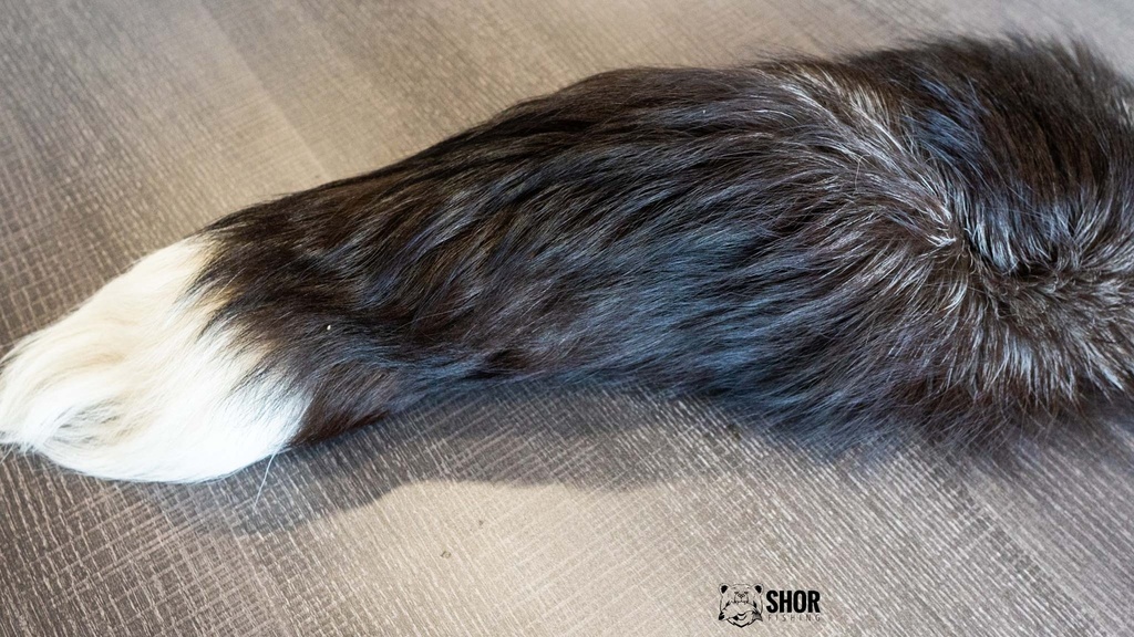SHOR - SILVER FOX COMPLETE TAIL
