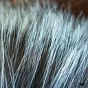 SHOR - SILVER FOX