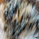 SHOR - BADGER