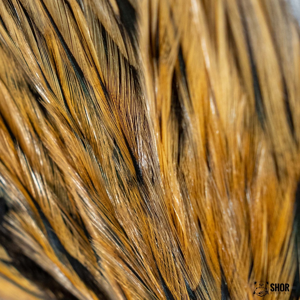 SHOR - ROOSTER SADDLE