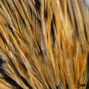 SHOR - ROOSTER SADDLE