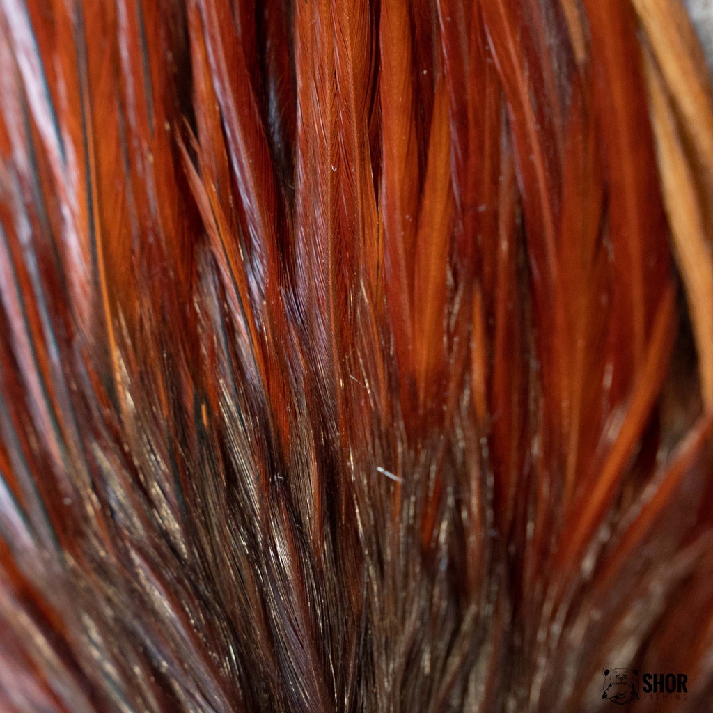 SHOR - ROOSTER SADDLE