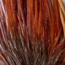 SHOR - ROOSTER SADDLE