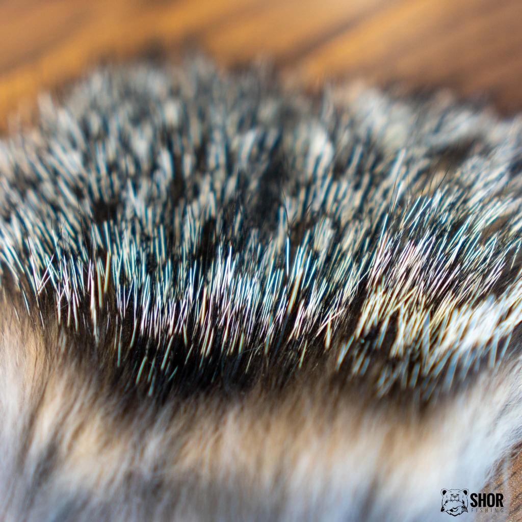 SHOR - GRAY FOX
