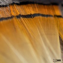 SHOR - GOLDEN PHEASANT TIPPET 12 FEATHERS