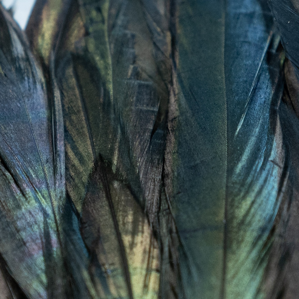 SHOR - IRIDESCENT BLACK SCHLAPPEN 5''-7''