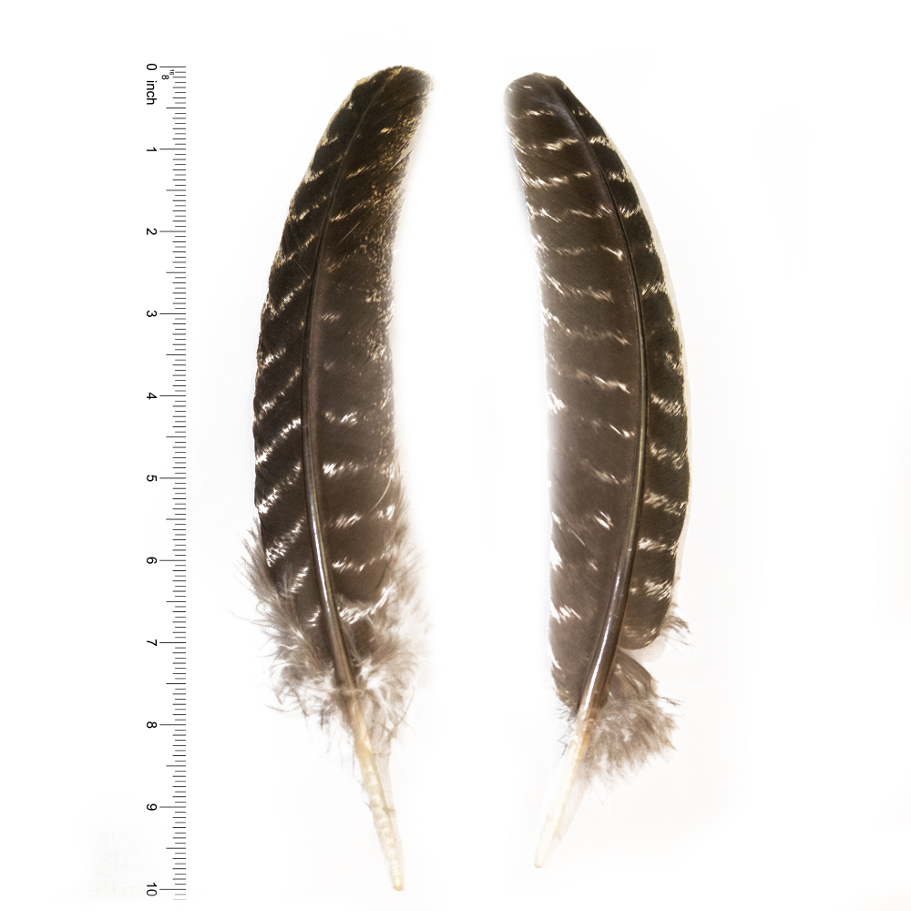 SHOR - TURKEY QUILLS BROWN BARRED