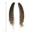 SHOR - TURKEY QUILLS BROWN BARRED