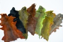 SHOR - PINE SQUIRREL SKIN
