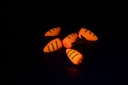 Orange Fire Tiger