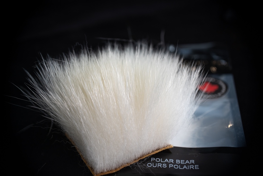 SHOR - POLAR BEAR