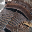 SHOR - OZARK TURKEY CINNAMON TAIL