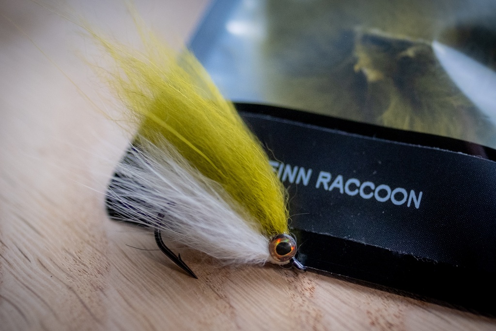 SHOR - FINN RACCOON
