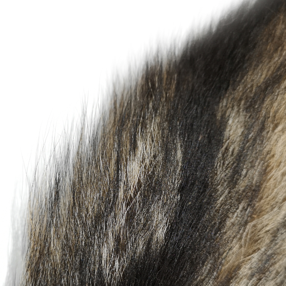 GRAY FOX TAIL