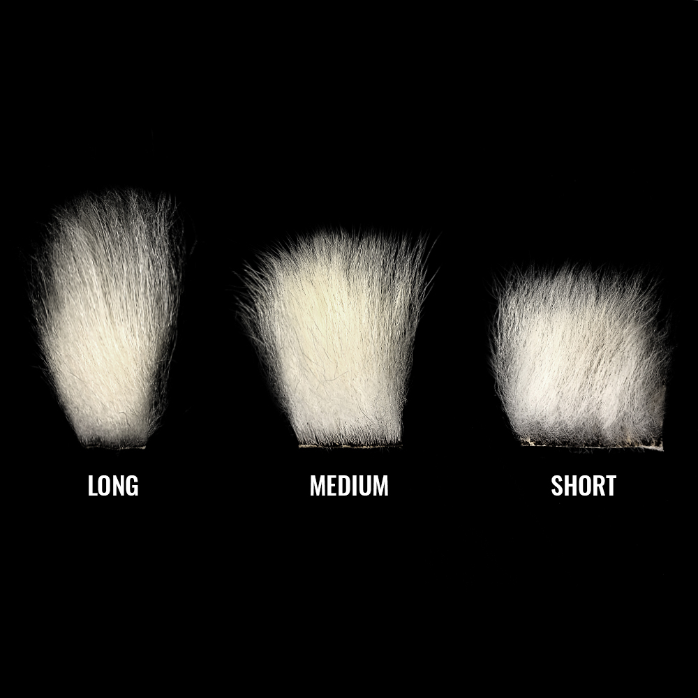 SHOR - POLAR BEAR