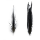 SHOR - HERON FEATHERS