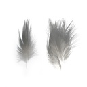 SHOR - HERON FEATHERS