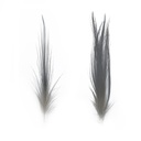 SHOR - HERON FEATHERS
