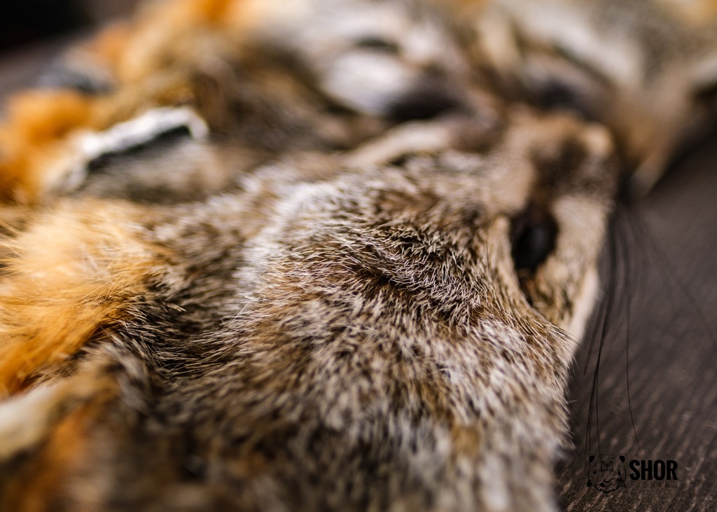 GRAY FOX HEAD