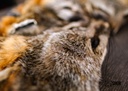 GRAY FOX HEAD