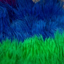 SHOR - OSTRICH