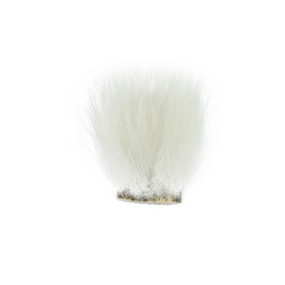 SHOR - POLAR BEAR