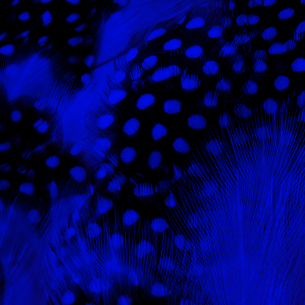 SHOR - GUINEAFOWL STRUNG