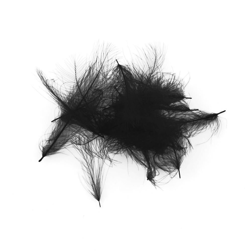 SHOR - CDC FEATHERS