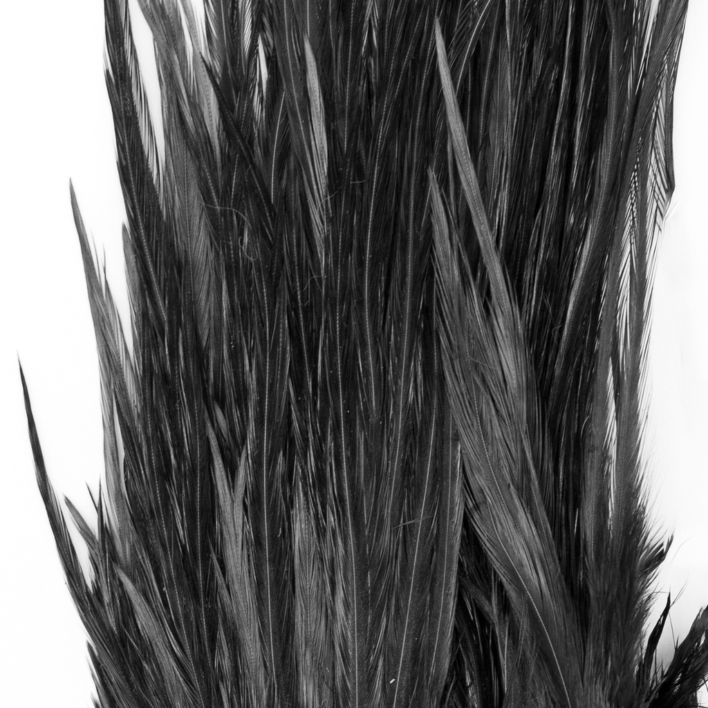 SHOR - SELLE DE COQ GENETIC