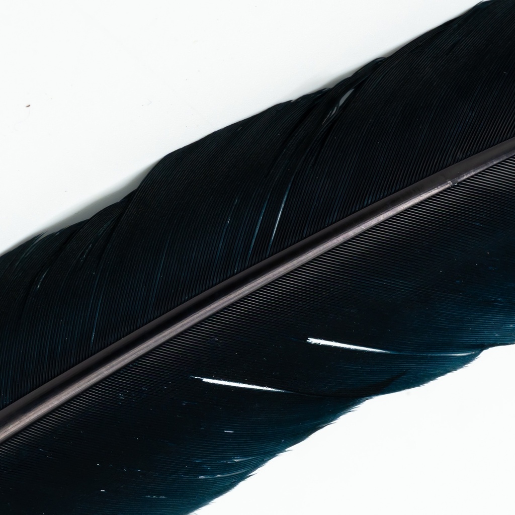 SHOR - TURKEY QUILLS