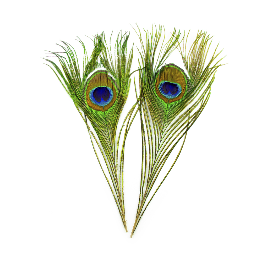 SHOR - PEACOCK EYES 12IN