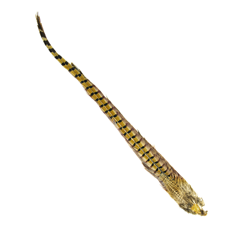SHOR - QUEUE DE FAISAN COMPLETE RING-NECKED MALE