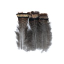 SHOR - QUEUE DE DINDE OZARK IRIDESCENTE