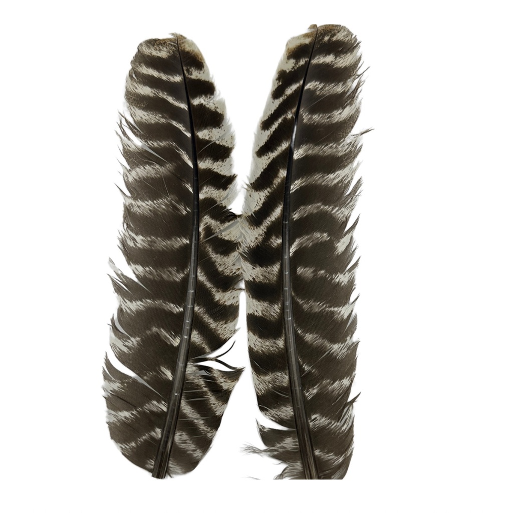 SHOR - PLUME DE DINDE BRUNE ET BLANCHE (PR)