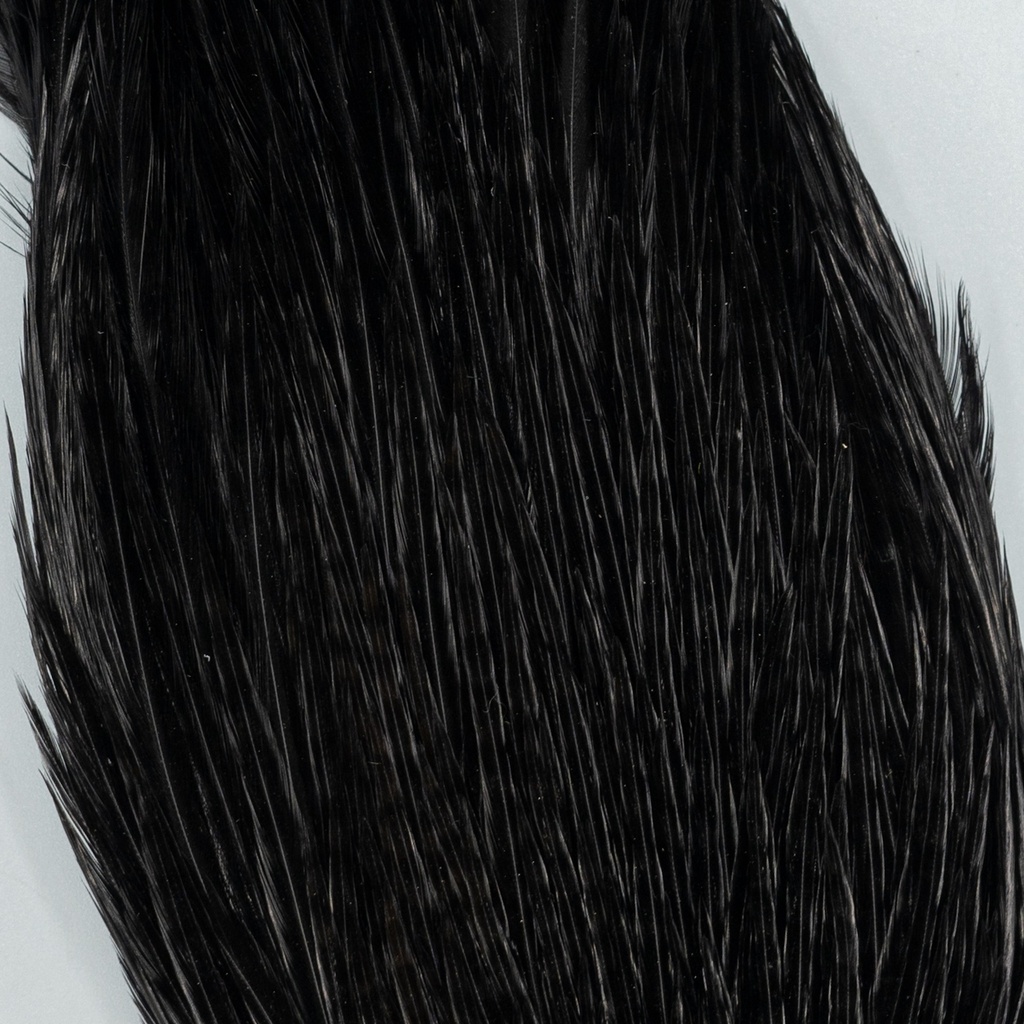 SHOR - GENETIC ROOSTER CAPE