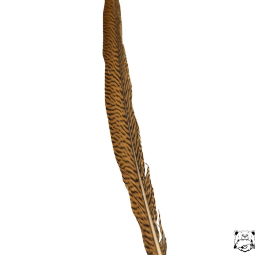 SHOR - GOLDEN PHEASANT TAIL FEATHER